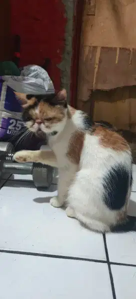 Kucing persia peaknose betina calico extream exotic bonus hamil