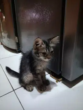 Kitten persia 3 bln sehat lucu