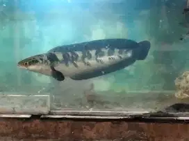 Yellow sentarum