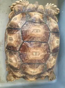 Sulcata size 30-31 rawatan outdoor