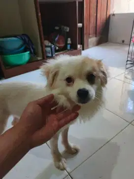 Puppy ANJING POMERIAN