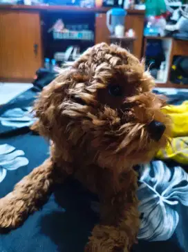 Anjing RED TOY POODLE