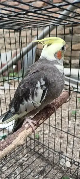 Burung parkit australia