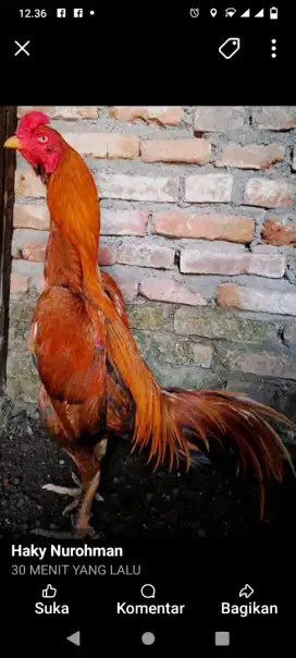 Ayam Bangkok pukul keras