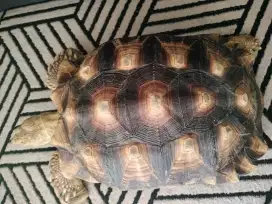 Sulcata jantan size 38 birahi udh sering naik betina