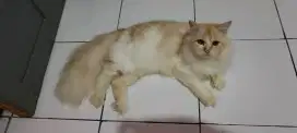Lepas adopsi kitten