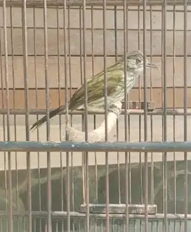 Burung Masteran Bayeman
