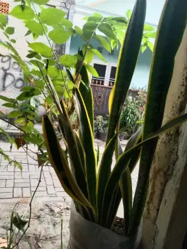 Jual pohon lidah bertuah kondisi subur gede