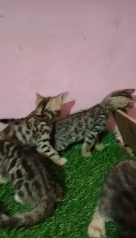 Lepas adopsi kitten