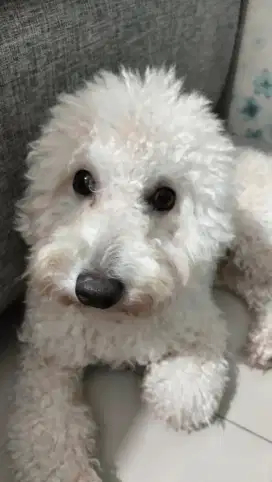 Open adopt poodle