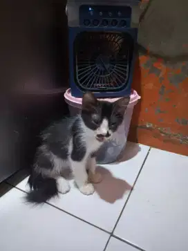 Kitten persia jantan 3bln lucu
