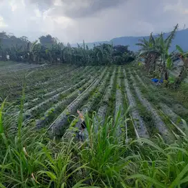 TANAH PREMIUM 1 HECKTAR LOKASI BEDUGUL BULELENG BALI