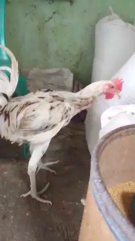 Ayam pelung asli cianjur