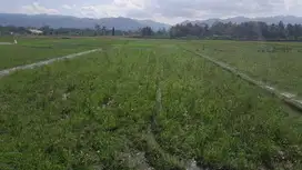 TANAH SAWAH 985M2 500K/M NEGO DEKAT PONPES AL BAYAN, MINGGIR.JK13385