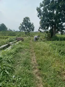 TANAH SAWAH 700K/M LUAS 1.177M2 DEKAT JL KALIURANG KM 10.JK13387