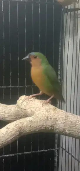 Burung bambo finch pelengkap aviary