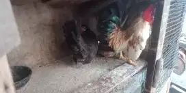 Ayam kate 1jantan 2 betina