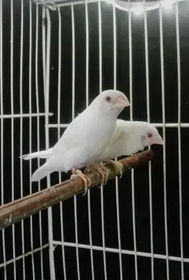 Emprit jepang mame