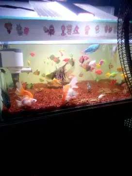 Dijual aquarium yang kecil bonus ikan yang di aquarium besar + Filter