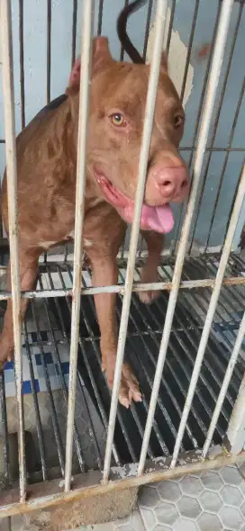 Anjing american Pitbull dijual