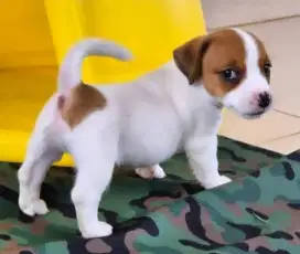 DIJUAL ANAK ANJING JACK RUSSELL PURE
