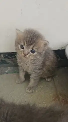 Kucing betina bsh mix persia usia 1bln