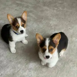 DIJUAL ANAK ANJING CORGY