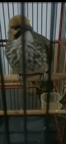 Cucak rowo gacor door suara enak buat diteras