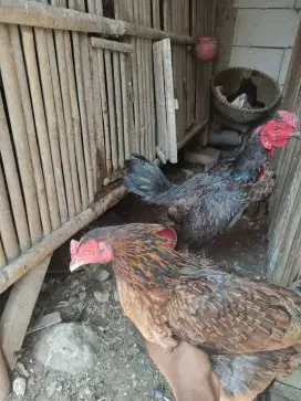 Ayam bulbi anakan