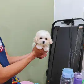 Tiny party fawn poodle super imut kaki cebol cute face pudel podle