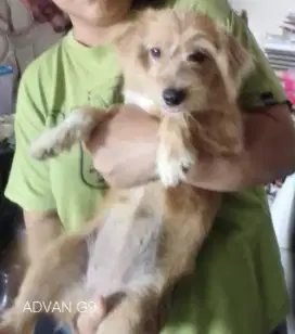 Anjing ras ceper