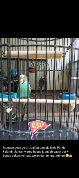 Burung Parkit Gacor
