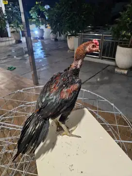 Ayam Ekor Lidi Tulangan Super