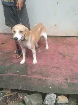 beagle betina lemon