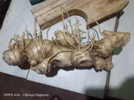 Lempuyang Gajah Segar