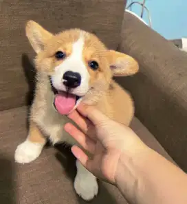 DIJUAL ANAK ANJING CORGY