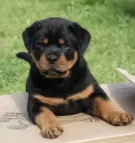 DIJUAL ANAK ANJING ROTTWEILER