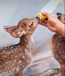 sepasang cempe roesa 2-3 bln exotik unik siap isi mini zoo wahana anak