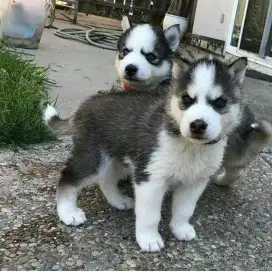DIJUAL ANAK ANJING SIBERIAN HUSKY