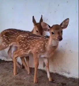 sepasang cempe roesa 2-3 bulan siap isi wahana anak2 minizoo exotik ok