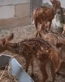 sepasang cempe roesa 2-3 bulan siap isi wahana anak2 minizoo exotik ok