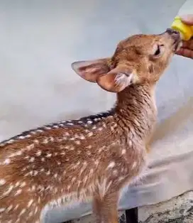 sepasang cempe roesa 2-3 bulan siap isi wahana anak2 minizoo exotik ok