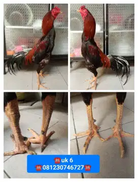 Ayam.bangkok klasik ukuran 5,5
