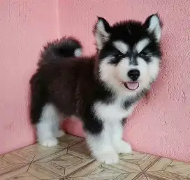 DIJUAL ANAK ANJING SIBERIAN HUSKY