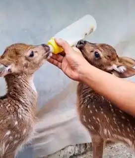 sepasang anakan roesa 2-3 bln siap isi minizoo wahana anak2 koleksian