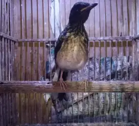 Trotol murai batu medan jantan indukan prestasian ekor panjang