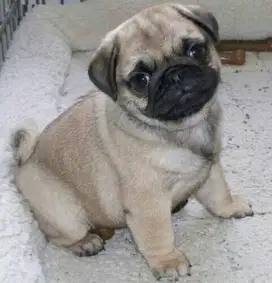 DIJUAL ANAK ANJING PUG