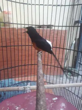 Burung muray prestasi