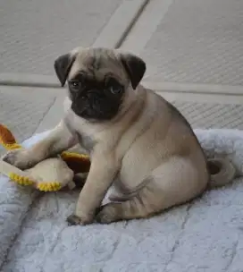DIJUAL ANAK ANJING PUG