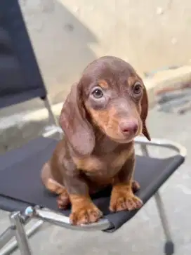 DIJUAL ANAK ANJING TEKEL,/ DACHSHUND